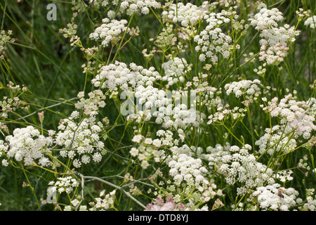 Echter su Bergfenchel, Berg-Fenchel, Bergsesel, Berg-Sesel, Seselkraut, Bergseselie, Seselie, Heilwurz, Seseli montanum Foto Stock