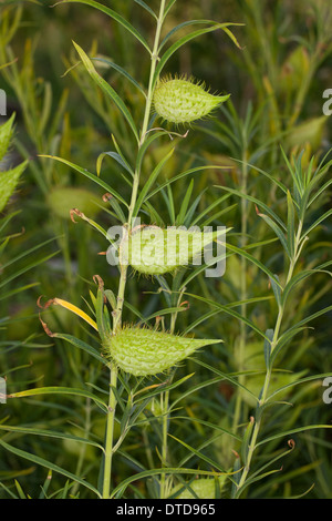 Impianto d'oca, Milkweed, Sildweed, cottonbush, Ballonpflanze, Blasenfrucht, Seidenpflanze, Gomphocarpus fruticosus, Asclepias Foto Stock