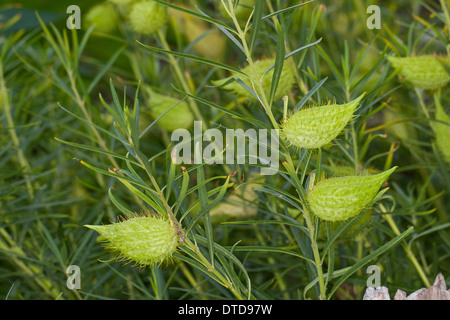 Impianto d'oca, Milkweed, Sildweed, cottonbush, Ballonpflanze, Blasenfrucht, Seidenpflanze, Gomphocarpus fruticosus, Asclepias Foto Stock