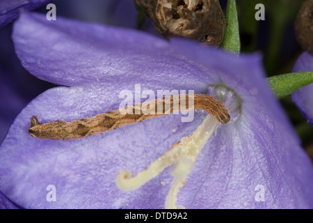 Assenzio Pug, pugs, Blütenspanner, Raupe, Kreuzkraut-Blütenspanner, Kreuzkrautblütenspanner, Eupithecia cfr absinthiata Foto Stock