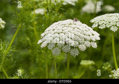 Dente di prelevamento, bisnaga, toothpickweed, khella, Zahnstocher-Ammei, Echter su Ammei, Zahnstocherkraut, Ammi visnaga, Daucus visnaga Foto Stock