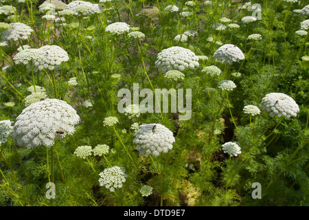 Dente di prelevamento, bisnaga, toothpickweed, khella, Zahnstocher-Ammei, Echter su Ammei, Zahnstocherkraut, Ammi visnaga, Daucus visnaga Foto Stock