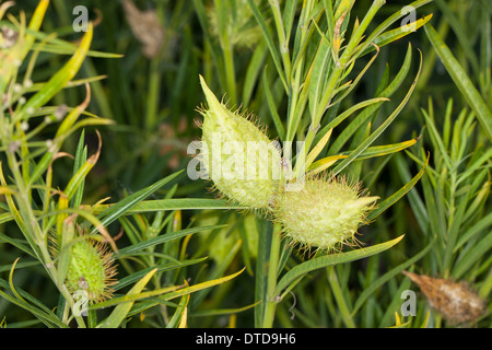 Impianto d'oca, Milkweed, Sildweed, cottonbush, Ballonpflanze, Blasenfrucht, Seidenpflanze, Gomphocarpus fruticosus, Asclepias Foto Stock