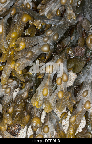 Wrack della vescica, Fucus, vescica fucus, rock, wrack kelp, Blasentang, Blasen-Tang, Fucus vesiculosus, Halidrys vesiculosus Foto Stock