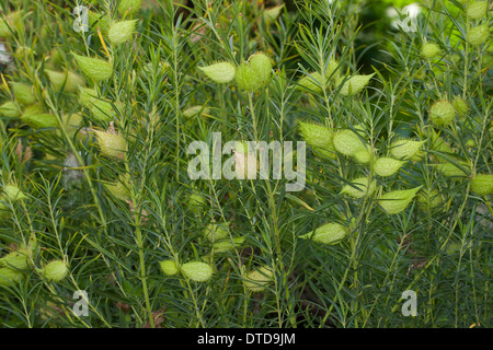 Impianto d'oca, Milkweed, Sildweed, cottonbush, Ballonpflanze, Blasenfrucht, Seidenpflanze, Gomphocarpus fruticosus, Asclepias Foto Stock