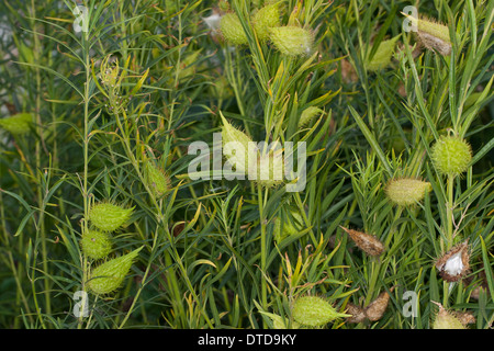 Impianto d'oca, Milkweed, Sildweed, cottonbush, Ballonpflanze, Blasenfrucht, Seidenpflanze, Gomphocarpus fruticosus, Asclepias Foto Stock