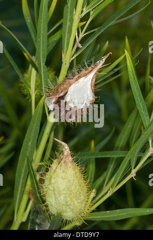 Impianto d'oca, Milkweed, Sildweed, cottonbush, Ballonpflanze, Blasenfrucht, Seidenpflanze, Gomphocarpus fruticosus, Asclepias Foto Stock