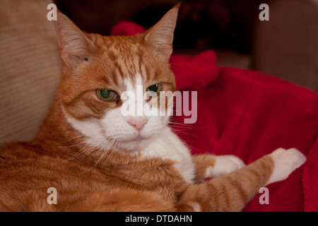 Lo zenzero tomcat, adulto, giacente sulla coperta di rosso Foto Stock