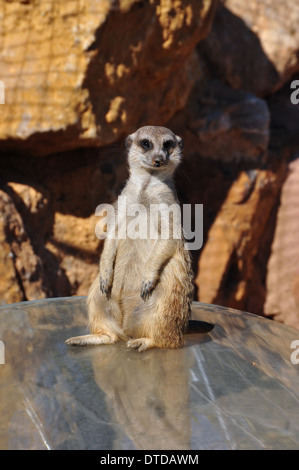 Divertente animale meerkat in piedi sulle zampe posteriori. Foto Stock