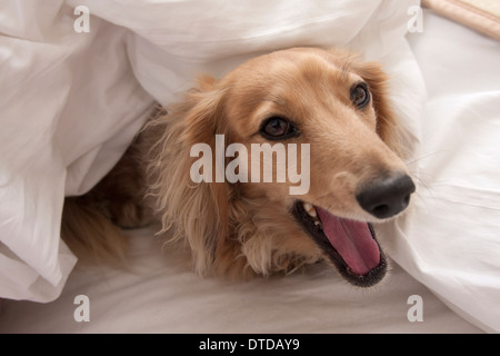 Daschund adulto sotto il piumone sul letto sbadigli Foto Stock