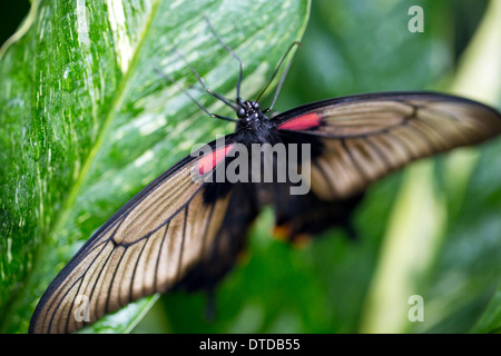 Asiatici a farfalla a coda di rondine Foto Stock