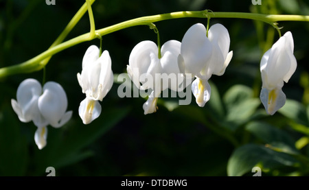 Il sanguinamento bianco cuore fiore e stelo Foto Stock