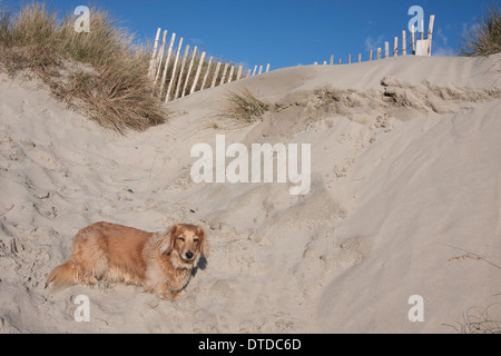 Daschund adulto su Witterings beach, West Sussex Foto Stock