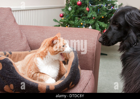 Cat sibili in piano rivestito cane recuperatore Foto Stock