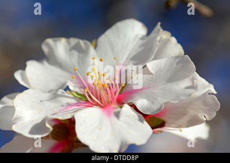 Mandorlo fiore close-up Foto Stock