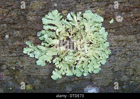 Il Lichen, su di una roccia Foto Stock