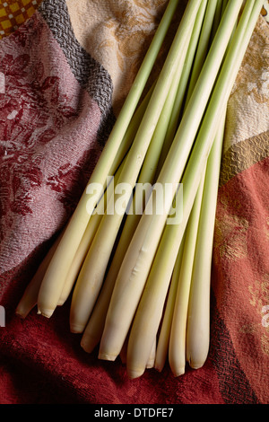 Fresche, intere, gambi di citronella Foto Stock