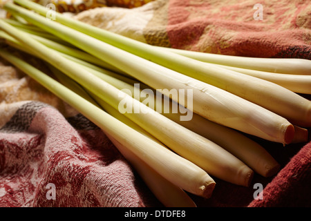 Fresche, intere, gambi di citronella Foto Stock