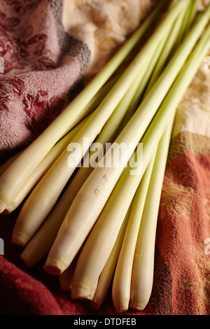 Fresche, intere, gambi di citronella Foto Stock