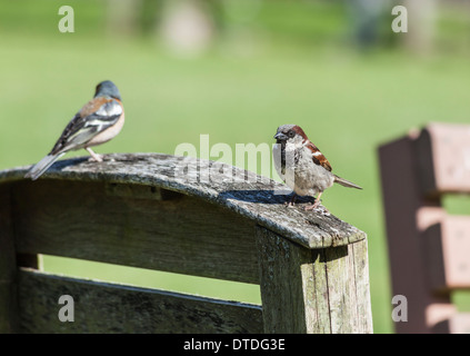 Maschio di casa passero (Passer domesticus), con fringuello sul vecchio sedile in legno nel Parco Nazionale di Brecon Beacons, Galles del Sud Foto Stock