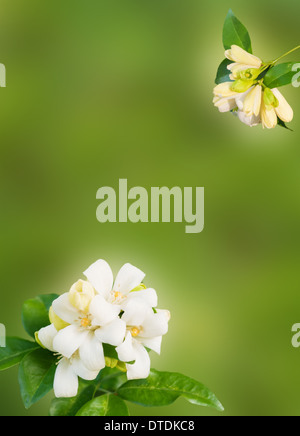 Fiore bianco Murraya paniculata o Orang Jessamin su sfondo verde Foto Stock