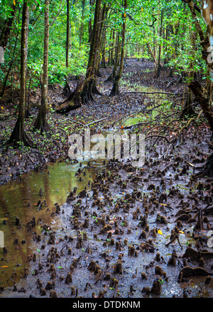 L'acqua che scorre attraverso una palude di mangrovie nella foresta pluviale di Daintree, Queensland, Australia Foto Stock