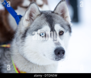 Siberian Husky cane ritratto Foto Stock