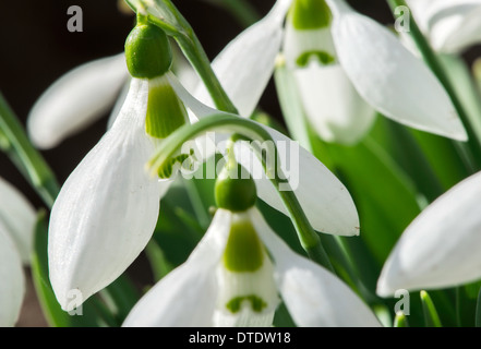 Snowdrop fiore in una neve. Close up macro shot Foto Stock