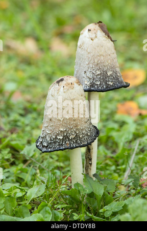 Due amanita phalloides, morte pac, nell'erba Foto Stock