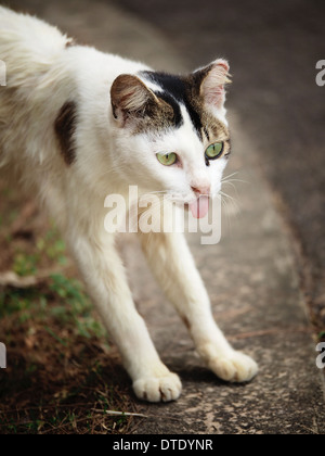 Carino Gentile gatto randagio a Singapore meridionale dell'isola, San Giovanni isola in un pomeriggio soleggiato Foto Stock