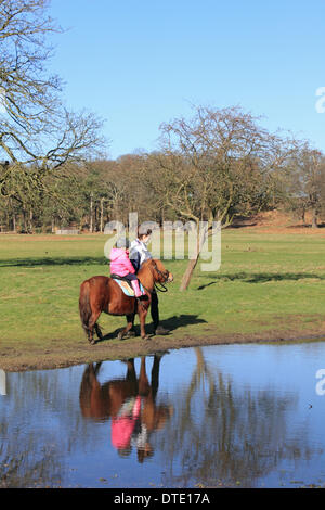 Richmond Park, Londra, Inghilterra, Regno Unito. Il 16 febbraio 2014. Il sole splendeva infine in gran parte del Regno Unito di oggi e le temperature hanno raggiunto un mite 10 gradi celsius. Questo ragazzo ha goduto di un giro su un pony accanto all'allagato bridleway nel sunsine. Foto Stock