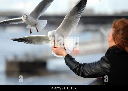 Duesseldorf, Germania. 16 feb 2014. Una donna alimenta battenti gabbiani sulle rive del fiume Reno a Duesseldorf in Germania, 16 febbraio 2014. Foto: Marius Becker/dpa/Alamy Live News Foto Stock