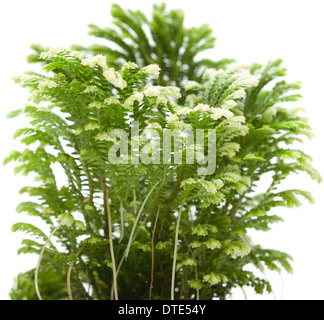 Selaginella, fioraio tropical moss isolati su sfondo bianco Foto Stock