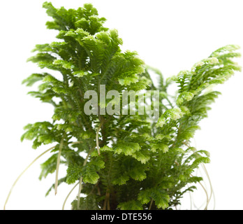 Selaginella, fioraio tropical moss isolati su sfondo bianco Foto Stock