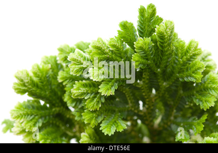 Selaginella, fioraio tropical moss isolati su sfondo bianco Foto Stock