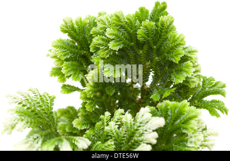 Selaginella, fioraio tropical moss isolati su sfondo bianco Foto Stock