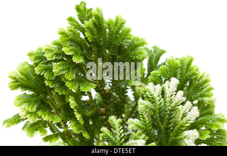 Selaginella, fioraio tropical moss isolati su sfondo bianco Foto Stock