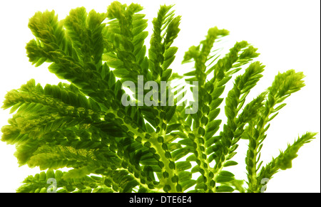 Selaginella, fioraio tropical moss isolati su sfondo bianco Foto Stock