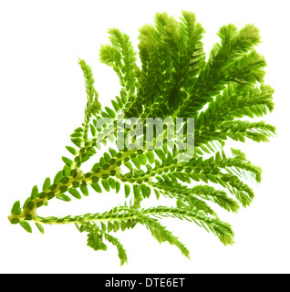 Selaginella, fioraio tropical moss isolati su sfondo bianco Foto Stock