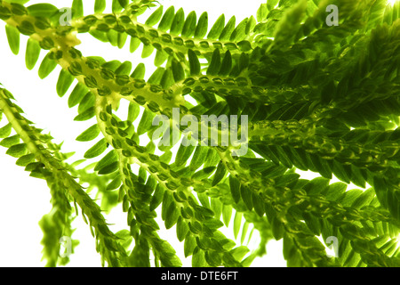 Selaginella, fioraio tropical moss isolati su sfondo bianco Foto Stock