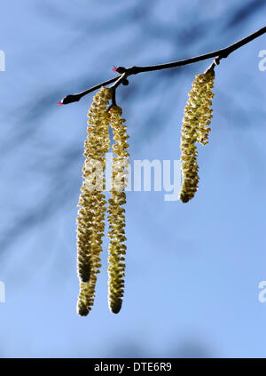 Amenti o agnelli" tails, i fiori maschili del comune albero di siepe nocciolo (Corylus avellana), mostrano che la molla non è lontano Foto Stock