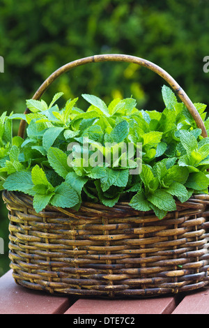 Foglie verdi fresche di erbe menta piperita in un cestello di vimini vista frontale primo piano nessuno nessuno sfondo foto verticali in alta risoluzione negli Stati Uniti Foto Stock