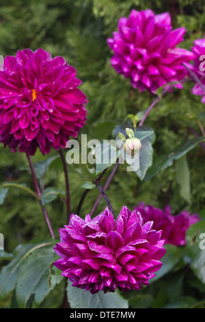 Fiori rossi ghiacciati di Dahlia ricoperti di neve nel giardino nessuno dall'alto nessuno sfondo sfocato nessuno colore colore verticale ad alta risoluzione Foto Stock