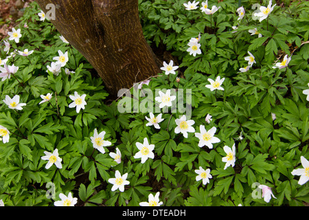 Anemone legno, Anemone nemorosa ,, tappeti il terreno sotto Acer palmatum Bloodgood "' in un giardino privato di Plymouth Foto Stock