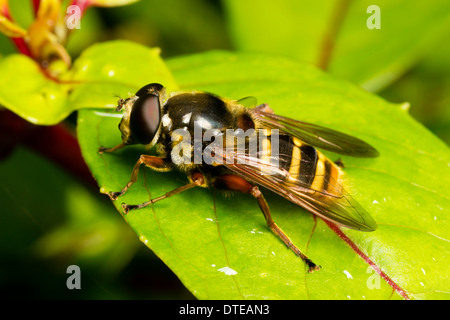 Grande REGNO UNITO hoverfly, Sericomyia silentis, appoggiato su una foglia di fucsia 'Genius' in un giardino di Plymouth Foto Stock