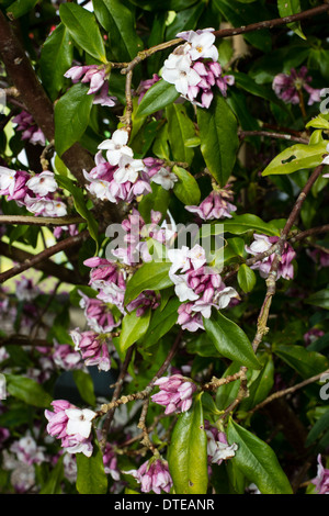 Fortemente profumati fiori di Daphne bholua 'Jacqueline Postill' a metà febbraio in un giardino della Cornovaglia. Foto Stock