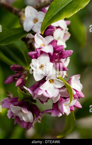 Fortemente profumati fiori di Daphne bholua 'Jacqueline Postill' a metà febbraio in un giardino della Cornovaglia. Foto Stock