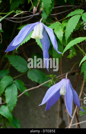 A fioritura primaverile la clematide alpina "Francesca Rivis' in un giardino di Plymouth Foto Stock