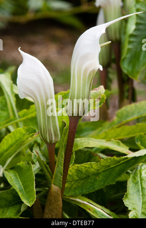 Il verde listati spathes del piccolo arum lily, Arisaema candidissimum Foto Stock