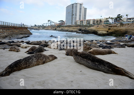 Guarnizioni di tenuta in appoggio su una spiaggia protetta vicino a La Jolla Cove, California. © Craig M. Eisenberg Foto Stock